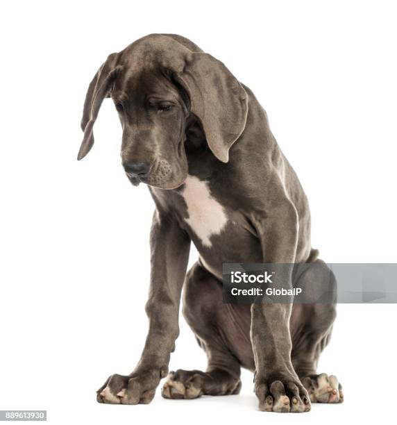 Great Dane Sitting Looking Down Isolated On White Stock Photo - Download Image Now