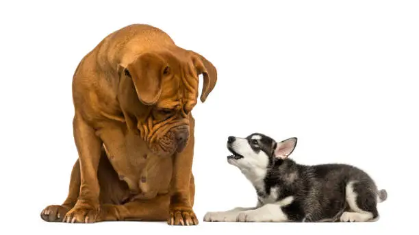 Dogue de Bordeaux sitting and looking at a Husky malamute puppy barking