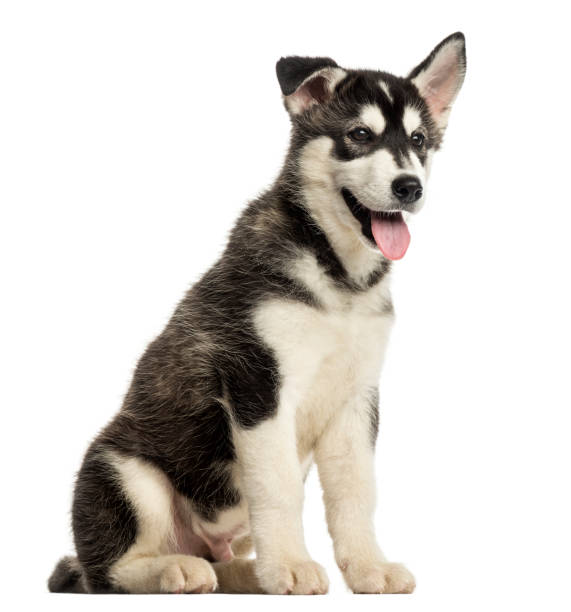 istock Husky malamute puppy sitting, panting, isolated on white 889614792