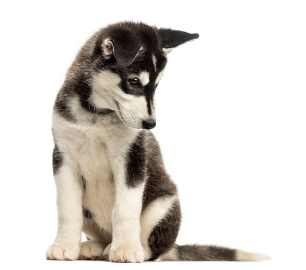 istock Husky malamute puppy, sitting, looking down, isolated on white 889614914