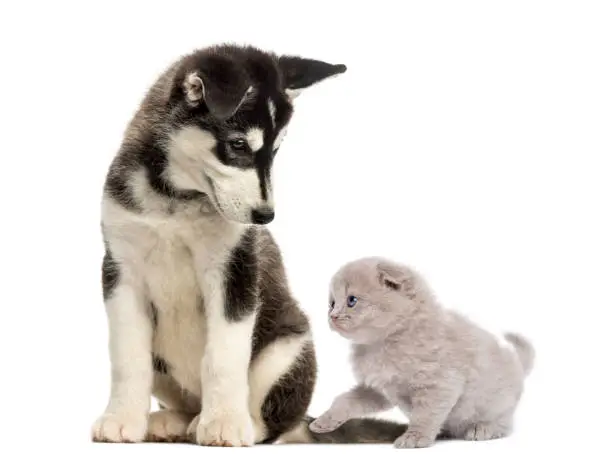 Photo of Husky malamute puppy sitting and looking at a kitten