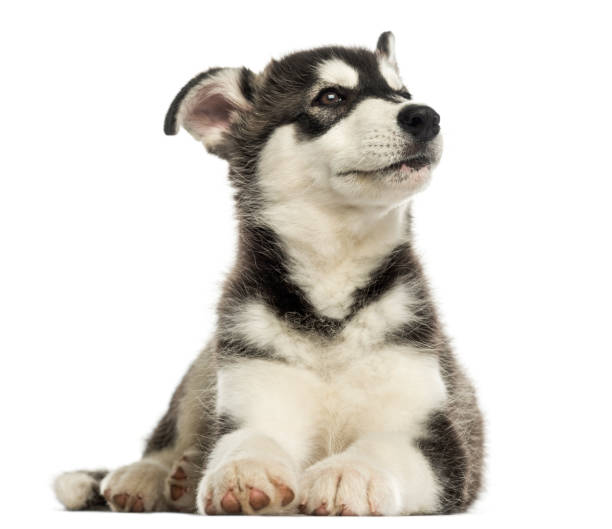 istock Husky malamute puppy lying, looking up, isolated on white 889618652