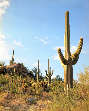 Morning in the Sonoran Desert. Plants include saguaro, ocotillo and cholla. Near Tucson, Arizona, USA. Scanned film.
