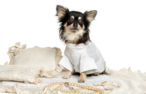 istock Dressed-up Chihuhua sitting on a carpet, isolated on white 889623494