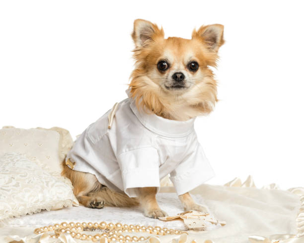 白で隔離、カーペットの上に座って服を着てアップ chihuhua - dog chihuahua pampered pets pets ストックフォトと画像