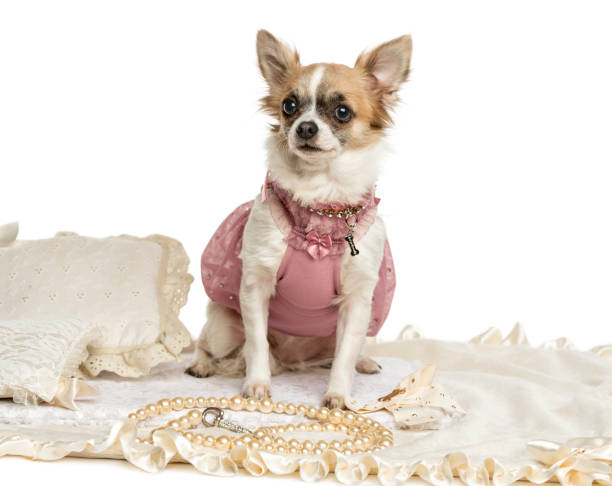 istock Dressed-up Chihuhua sitting on a carpet, isolated on white 889623514