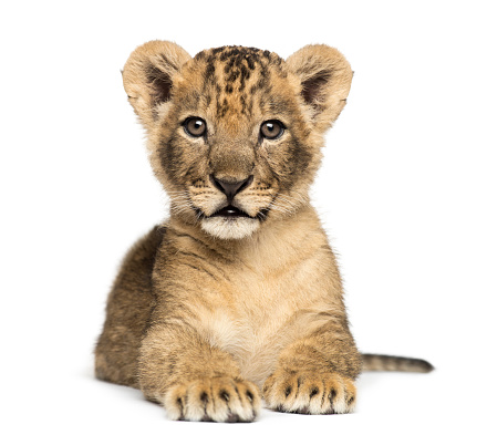 Lion cub lying, looking at the camera, 7 weeks old, isolated on white