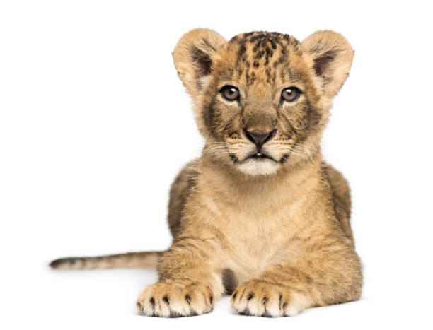 istock Lion cub lying, looking at the camera, 7 weeks old, isolated on white 889623744