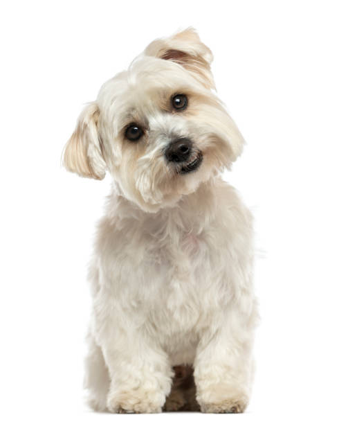 istock Front view of a Maltese sitting, looking at the camera, isolated on white 889624104