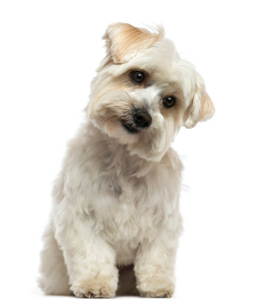 istock Front view of a Maltese sitting, looking down, isolated on white 889624174