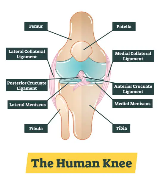 Vector illustration of The human knee