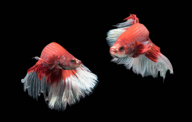 istock Motion of Beautiful red with white siamese fighting fish, 889626890