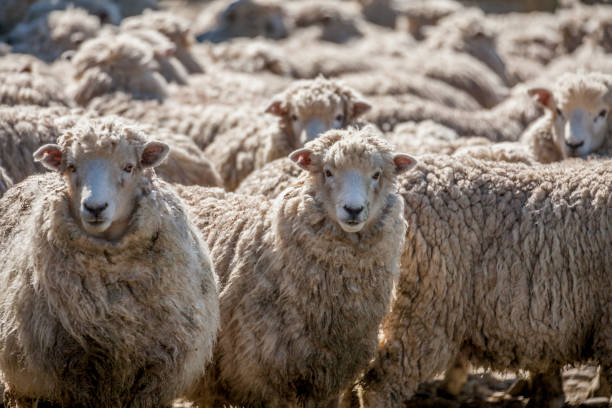 Merino sheep in the pasture in New Zealand stock photo