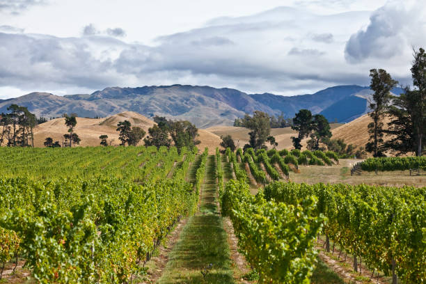 Viticulture in Marlborough, New Zealand, South Island stock photo
