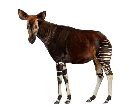 Vista lateral de un pie de Okapi, mirando a la cámara, Okapia johnstoni, aislada en blanco photo