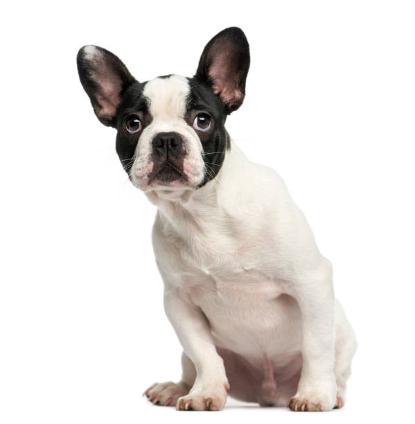 French bulldog puppy sitting, looking intimidated, 4 months old, isolated on white French bulldog puppy sitting, looking intimidated, 4 months old, isolated on white french bulldog puppies stock pictures, royalty-free photos & images