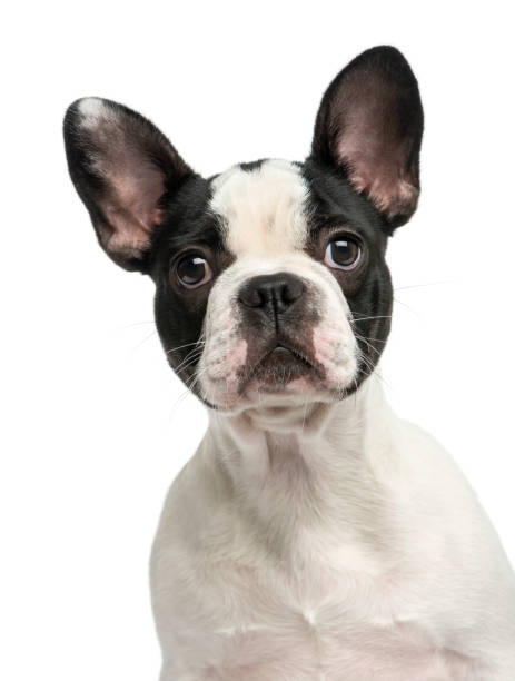 istock French bulldog puppy, 4 months old, isolated on white 889637770