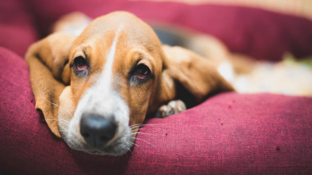 istock Basset Hound puppy 889637882