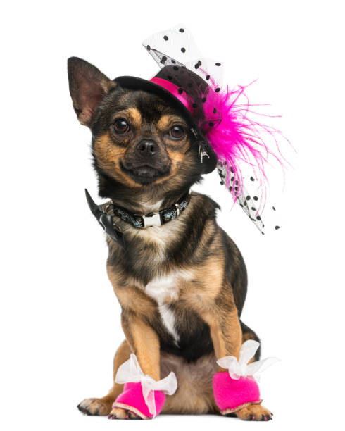 istock Front view of a dressed up Chihuahua with hat, 3 years old, isolated on white 889637994