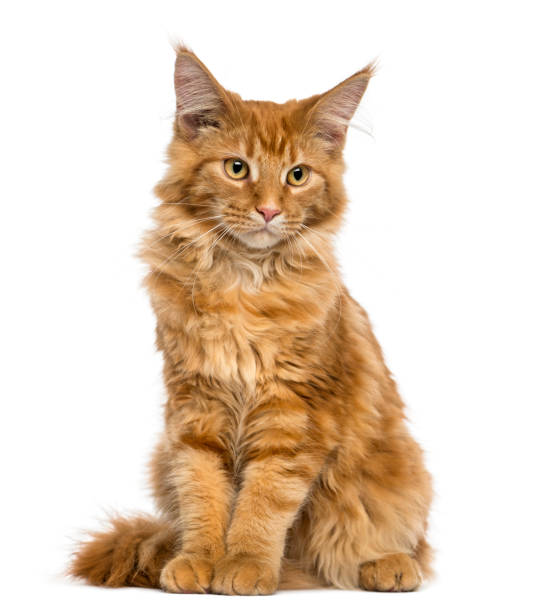 istock Maine Coon kitten sitting, looking down, 4 months old, isolated on white 889638046