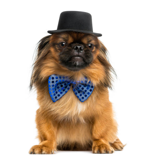 istock Pekingese sitting, with a bow tie and top hat, isolated on white 889638052