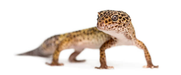 istock Leopard gecko standing, looking at the camera, Eublepharis macularius, isolated on white 889638080