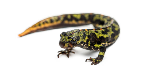 istock Marbled newt, Triturus marmoratus, isolated on white 889638164