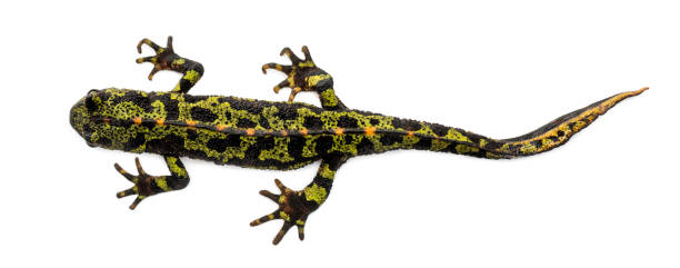 istock Marbled newt viewed from up high, Triturus marmoratus, isolated on white 889638238