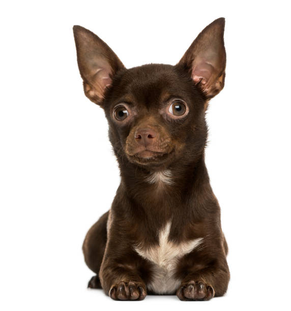 istock Front view of a Chihuahua lying, 9 months old, isolated on white 889638242
