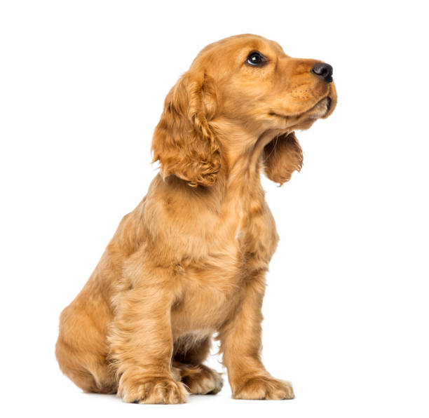 Cocker puppy sitting, looking up, isolated on white