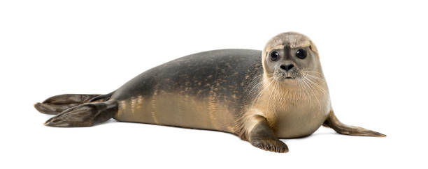 sigillo comune sdraiato, guardando la fotocamera, phoca vitulina, 8 mesi, isolato su bianco - foca foto e immagini stock