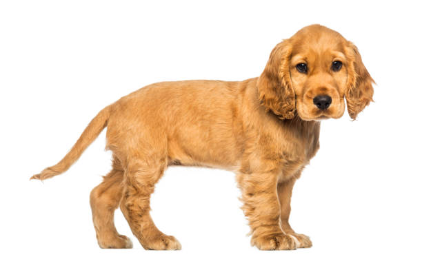 istock Side view of a Cocker puppy standing, looking at the camera, isolated on white 889638536