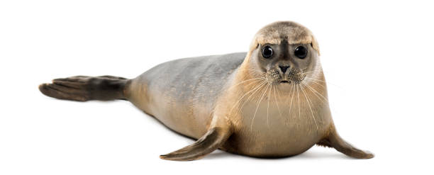 istock Common seal lying, looking at the camera, Phoca vitulina, 8 months old, isolated on white 889638574