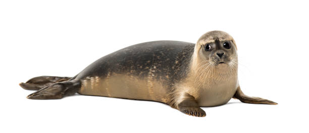 istock Common seal lying, looking away, Phoca vitulina, 8 months old, isolated on white 889638582