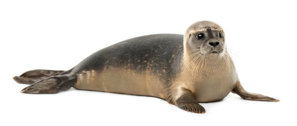 istock Common seal lying, looking away, Phoca vitulina, 8 months old, isolated on white 889638624