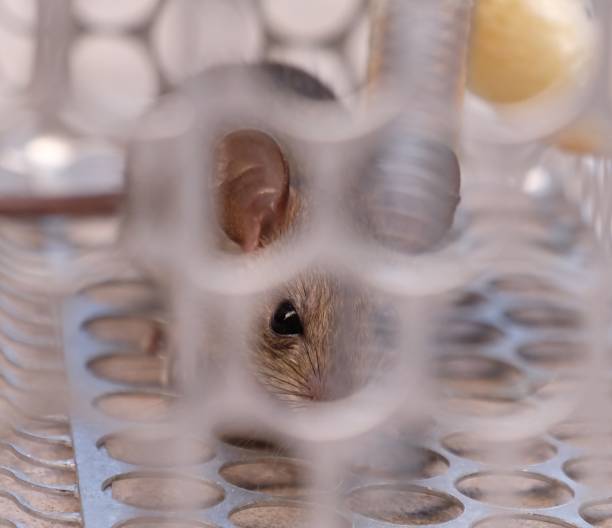 istock closeup Mice trapped in a trap 889638666