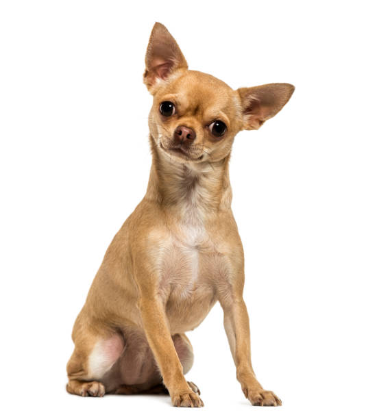 Chihuahua sitting, looking at the camera, 1,5 year old, isolated on white Chihuahua sitting, looking at the camera, 1,5 year old, isolated on white chihuahua dog photos stock pictures, royalty-free photos & images