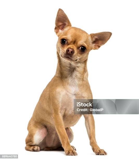 Chihuahua Sitting Looking At The Camera 15 Year Old Isolated On White Stock Photo - Download Image Now