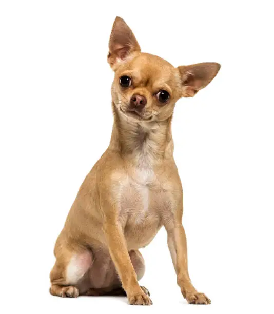 Photo of Chihuahua sitting, looking at the camera, 1,5 year old, isolated on white