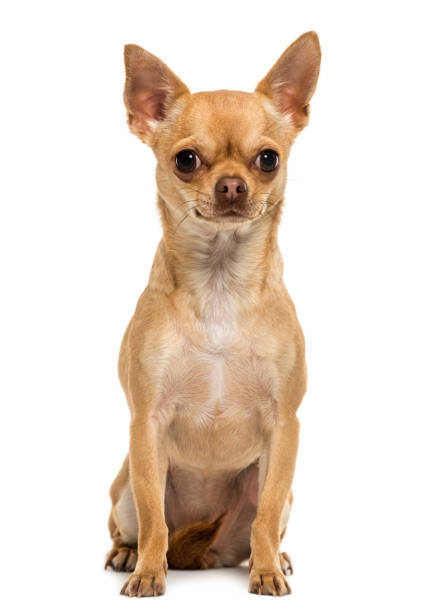 istock Chihuahua sitting, looking at the camera, 1,5 year old, isolated on white 889640804