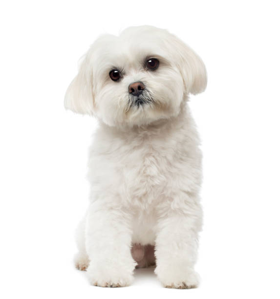 istock Maltese dog sitting, daydreaming, 3 years old, isolated on white 889640932