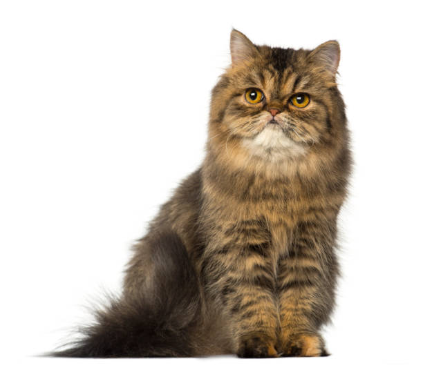 istock Persian sitting and looking away 889640984
