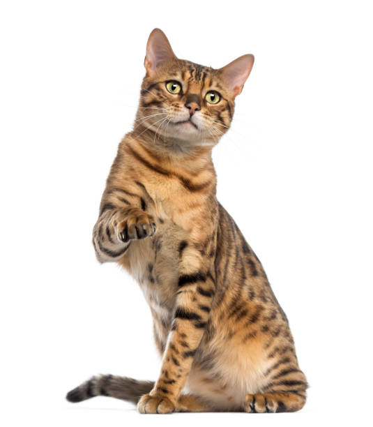 istock Bengal (11 months old) sitting, pawing and looking away 889641868
