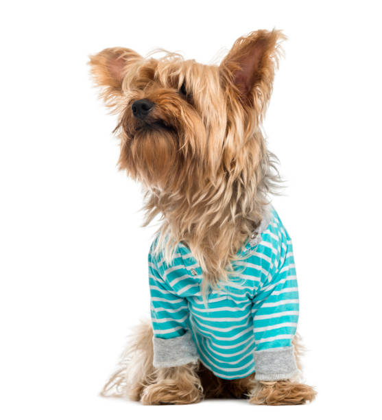 istock Yorkshire Terrier wearing a striped bleu shirt (2 years old) 889641954