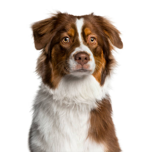 Headshot of a Australian Shepherd (7 months old) Headshot of a Australian Shepherd (7 months old) australian shepherd stock pictures, royalty-free photos & images