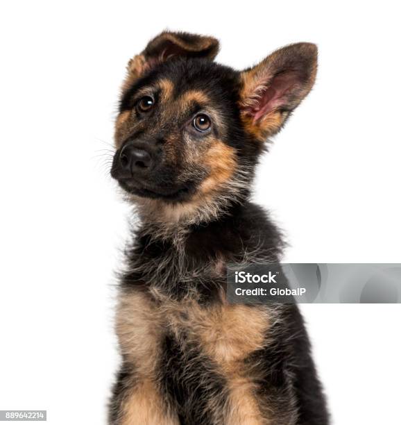 German Shepherd Dog Puppy Stock Photo - Download Image Now - Puppy, German Shepherd, Alertness