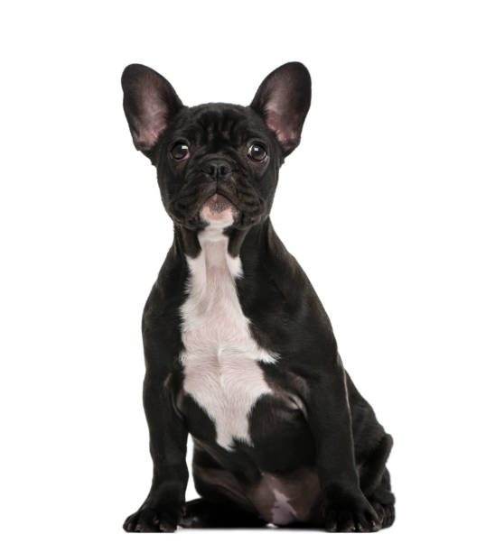 istock French Bulldog puppy (3 months old) 889651056