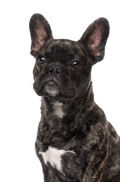 istock French Bulldog puppy (5 months old) 889651430