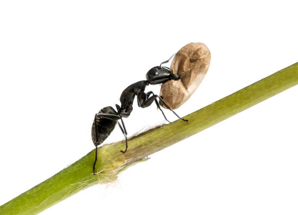 istock Carpenter ant, Camponotus vagus, carrying an egg 889651512