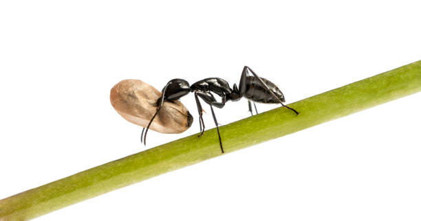 Carpenter ant, Camponotus vagus, carrying an egg